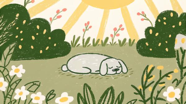 Adopting a Senior Dog: The Most Rewarding Decision