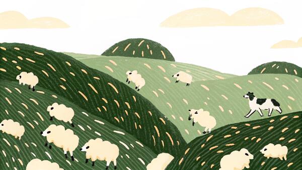 Border Collie: The World's Smartest Dog