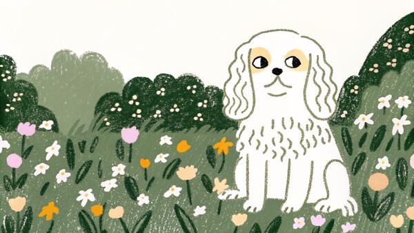 Cavalier King Charles Spaniel: The Perfect Lap Dog?