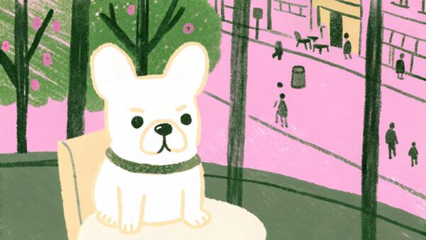 French Bulldog: Temperament, Health & Care Guide