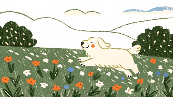 Golden Retriever: Complete Breed Guide for First-Time Owners