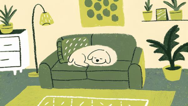 Low-Maintenance Dog Breeds for Busy Owners