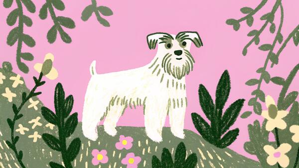 Miniature Schnauzer: Big Dog Energy in a Small Package