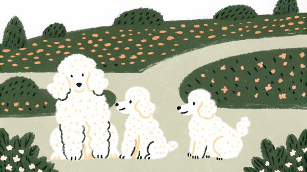 Poodle Sizes Explained: Standard, Miniature & Toy