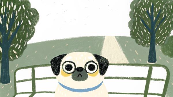 Pug: The Charming Little Dog With the Big Snore