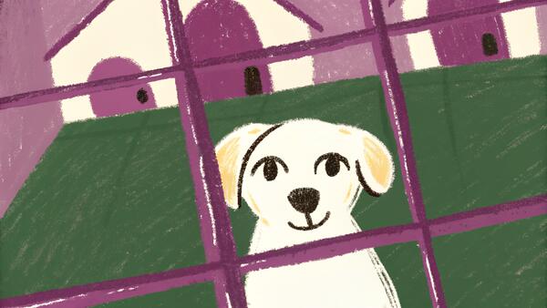 Shelter Dog vs Breeder: Why Rescue Dogs Make Better Pets