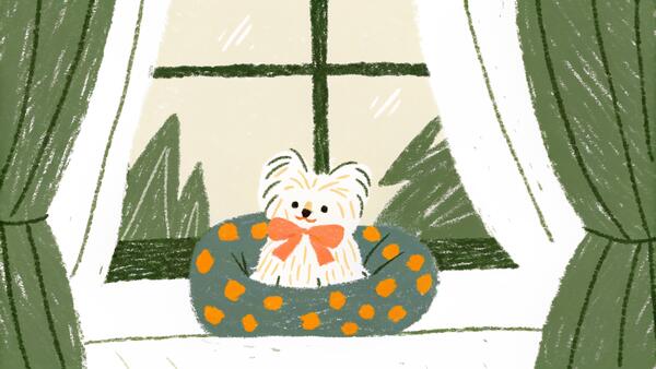 Yorkshire Terrier: Tiny But Fierce